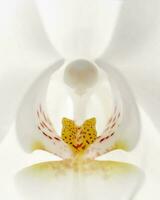 magnifique blanc orchidée sur une blanc Contexte. photo