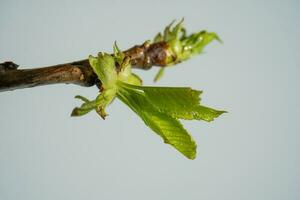 une branche avec Frais vert épanouissement feuilles. photo