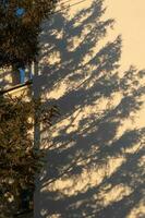 le ombre de une sapin arbre sur le mur dans le lumière de le réglage Soleil. photo