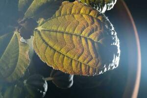 feuilles de une maison plante fermer. macro. photo