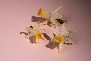 une séché narcisse fleur sur une beige Contexte. photo