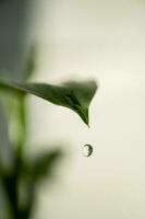 une vert feuille de une plante d'appartement dans fermer. photo