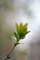 une branche avec Jeune feuilles dans Naturel conditions dans printemps. photo