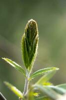 une branche avec Jeune feuilles dans Naturel conditions dans printemps. photo