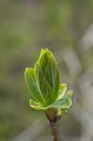 une branche avec Jeune feuilles dans Naturel conditions dans printemps. photo