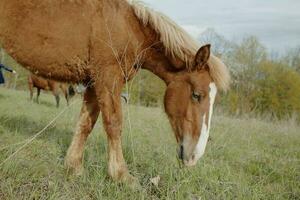 cheval dans le champ la nature paysage Voyage photo