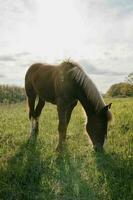 la nature paysage cheval dans le champ en mangeant herbe animaux photo