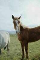 cheval dans le champ marcher la nature animaux paysage photo