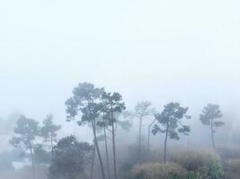 mystique brouillard couvert le silencieux ville. brouillard silencieux colline et forêt. blanc brume entre le des arbres. photo