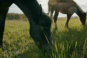 cheval dans le champ la nature en mangeant herbe paysage photo