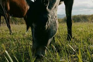 la nature paysage cheval dans le champ en mangeant herbe animaux photo