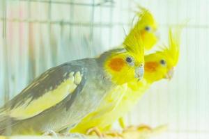 groupe de perroquets corella colorés dans une cage photo
