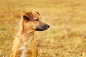 triste chiot brun regardant sur le côté photo