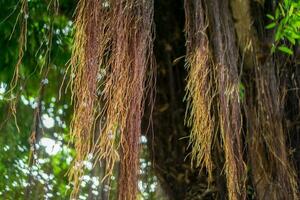 ficus benghalensis. proche en haut de banian arbre racines. photo