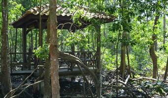 sud-est asiatique mangrove marais les forêts. tanjung piai Malaisie mangrove forêt parc photo