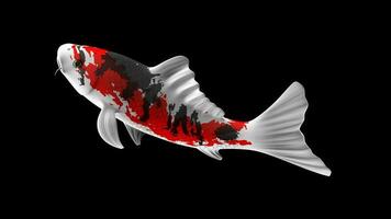 Célibataire noir, rouge et blanc Couleur koi poisson 3d le rendu Japonais carpe photo