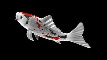 Célibataire noir, rouge et blanc Couleur koi poisson 3d le rendu Japonais carpe photo