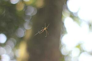 araignée pendaison entre le des arbres photo