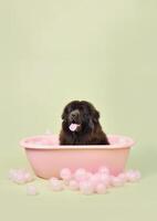 mignonne Terre-Neuve chien dans une petit baignoire avec savon mousse et bulles, mignonne pastel couleurs, génératif ai. photo