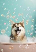 mignonne alaskan malamute chien dans une petit baignoire avec savon mousse et bulles, mignonne pastel couleurs, génératif ai. photo