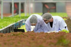 scientifiques sont conduite recherche et développement sur le cultivation de biologique des légumes dans une fermé cultiver. photo