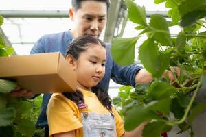 une père et fille visite un biologique fraise jardin sur une fermé cultiver. avoir amusement cueillette des fraises ensemble. photo