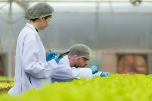 scientifiques sont conduite recherche et développement sur le cultivation de biologique des légumes dans une fermé cultiver. photo