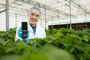scientifiques sont vérification le qualité de des fraises avec scientifique la mesure technologie. dans le fermé fraise jardin photo