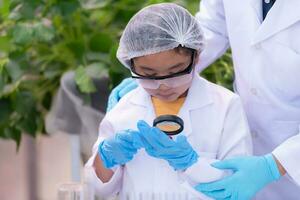 dans le fermé fraise jardin, une Jeune scientifique conduit une fraise nutritif production expérience avec sa science classe. photo