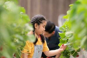 une père et fille visite un biologique fraise jardin sur une fermé cultiver. avoir amusement cueillette des fraises ensemble. photo