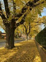 magnifique l'automne saison paysage urbain déchue feuilles dans le la taille de l'automne à Capturer le vibrant Jaune de le ginkgo arbre le long de le route dans albury, Nouveau Sud Pays de Galles, Australie. photo