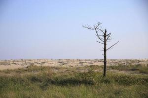 arbre mort dans un champ herbeux près des dunes de sable photo