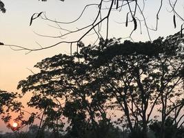 le coucher du soleil se lève entre les arbres photo