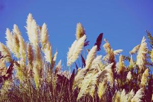 plantes de fleurs blanches dans la nature au printemps photo