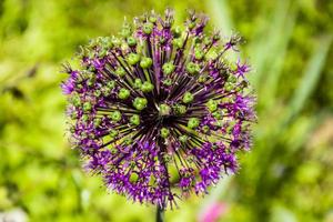 fleur d'allium violet photo