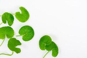 Haut vue sur table centella asiatica feuilles avec isolé sur blanc Contexte photo