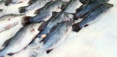 beaucoup Frais asiatique mer basse, latidae ou barramundi poisson gelé sur la glace pour vente à Fruit de mer marché ou supermarché avec droite copie espace. photo