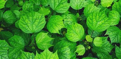 magnifique Frais vert feuilles modèle pour Contexte à jardin parc dans ancien Ton. photo