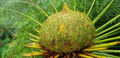 proche en haut gros cycas plante avec vert buisson Contexte. cette arbre pouvez apporter à transformé dans une mélange de sucré nourriture. scientifique Nom de arbre est cycas simplicipine. texturé sur récolte. photo