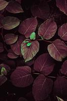feuilles de plantes rouges et vertes en automne photo