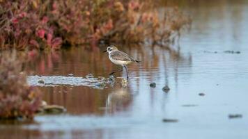 kentish pluvier en marchant le long de le rive de le lac. photo