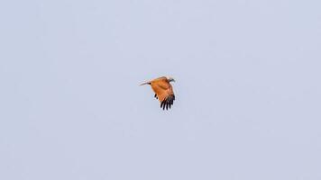 brahmane cerf-volant en volant dans le ciel dans la nature de Thaïlande photo