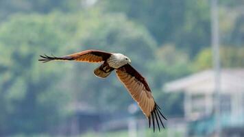 brahmane cerf-volant en volant dans le ciel dans la nature de Thaïlande photo