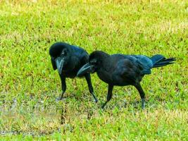 corbeau supporter sur le champ photo