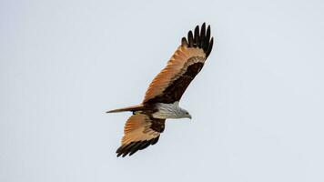 brahmane cerf-volant en volant dans le ciel dans la nature de Thaïlande photo