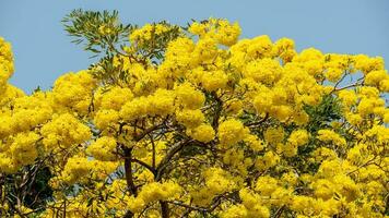 Jaune trompette arbre épanouissement dans le jardin photo