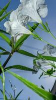 Ruellia tuberosa épanouissement dans le jardin bleu ciel Contexte photo