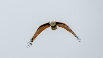 brahmane cerf-volant en volant dans le ciel dans la nature de Thaïlande photo