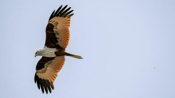 brahmane cerf-volant en volant dans le ciel dans la nature de Thaïlande photo