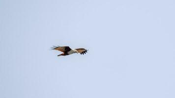 brahmane cerf-volant en volant dans le ciel dans la nature de Thaïlande photo